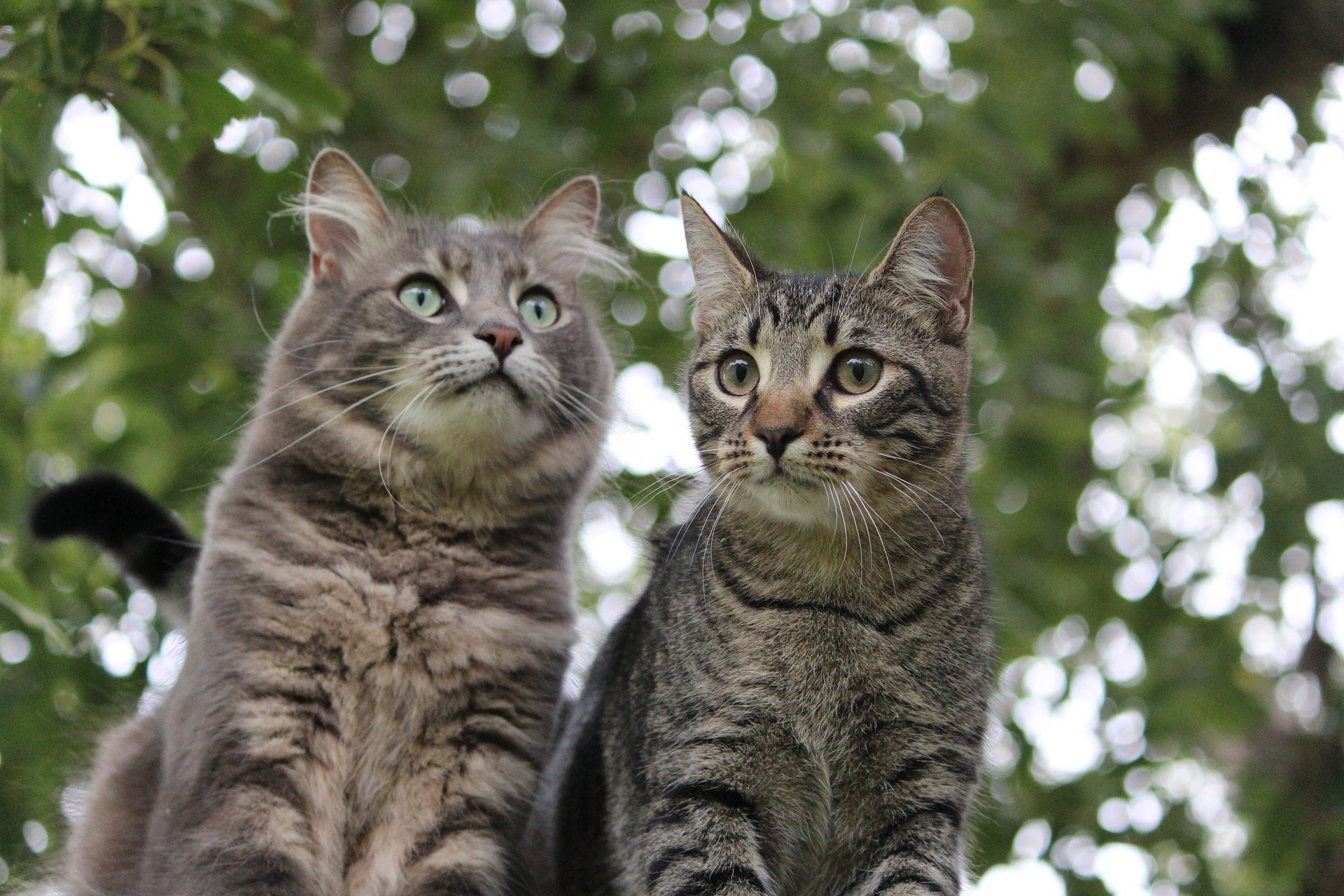 gatto gattino sfondo abbagliamento