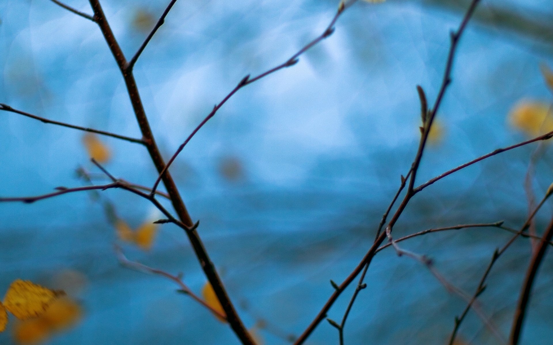 macro tree branch branches blur blue leave