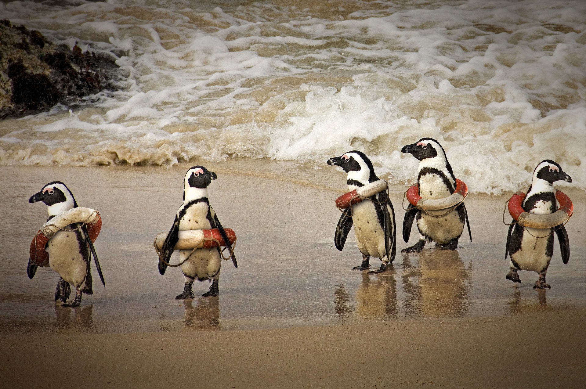 rettungsringe pinguine humor brandung