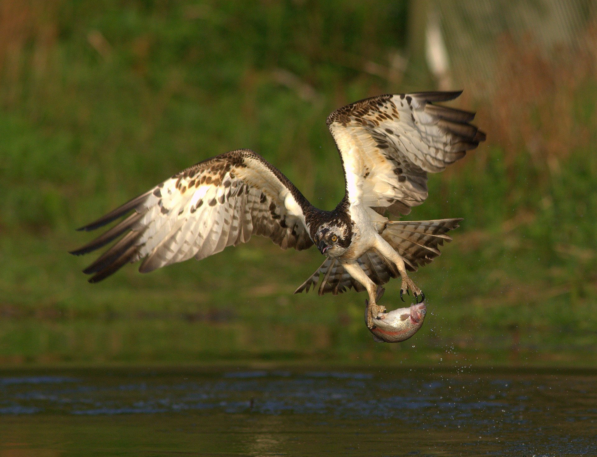 bird food catch fish predator