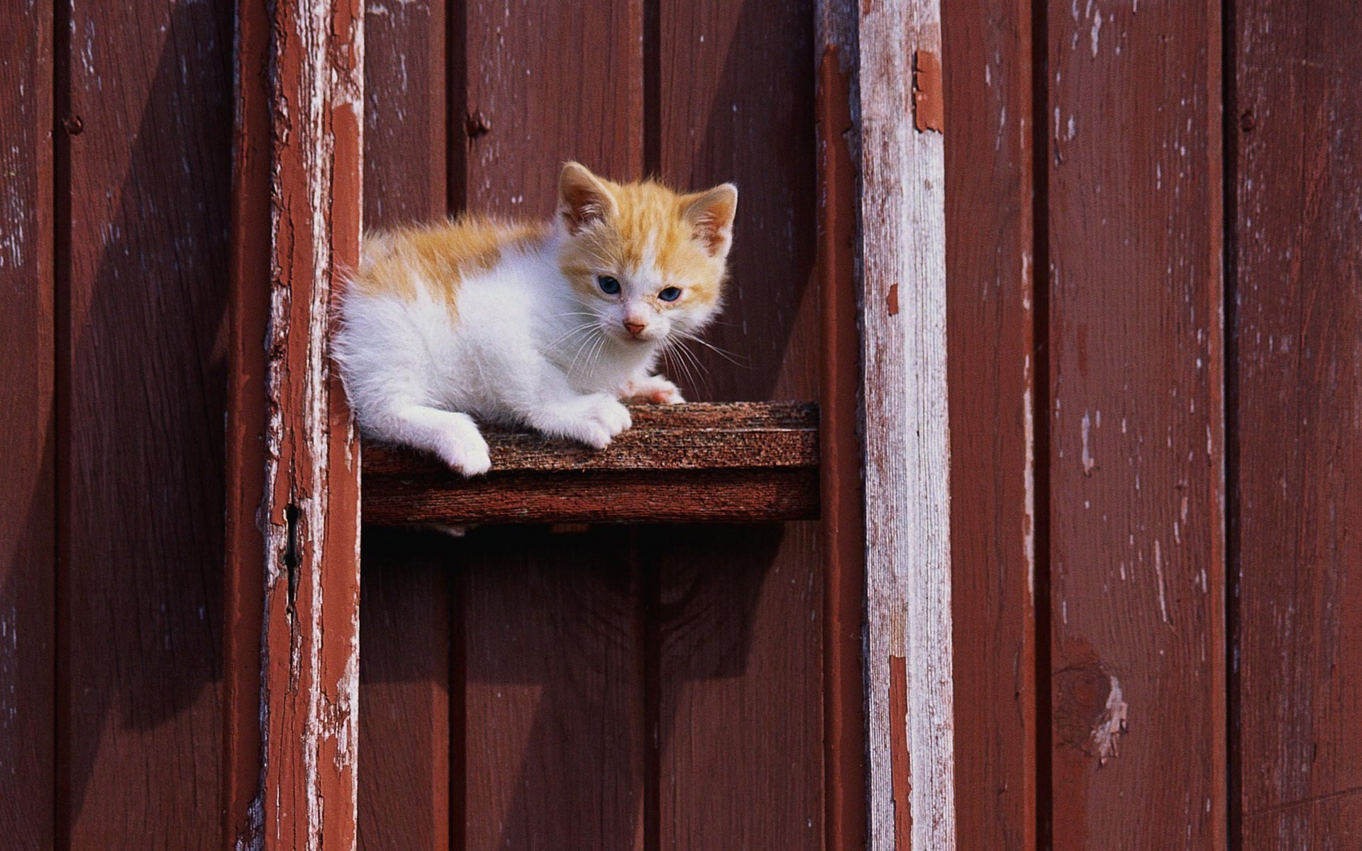 cat кошка кот белый котенок рыжий