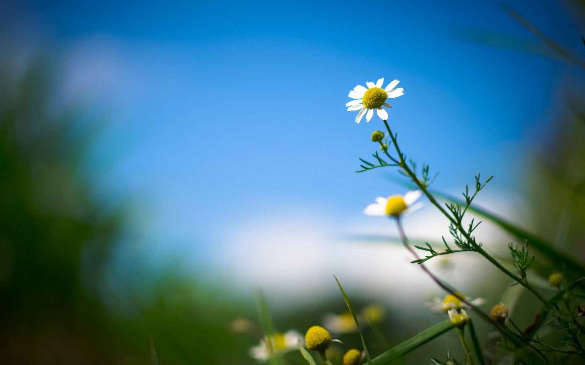 camomille feuilles fleur fleurs fleur fleurs