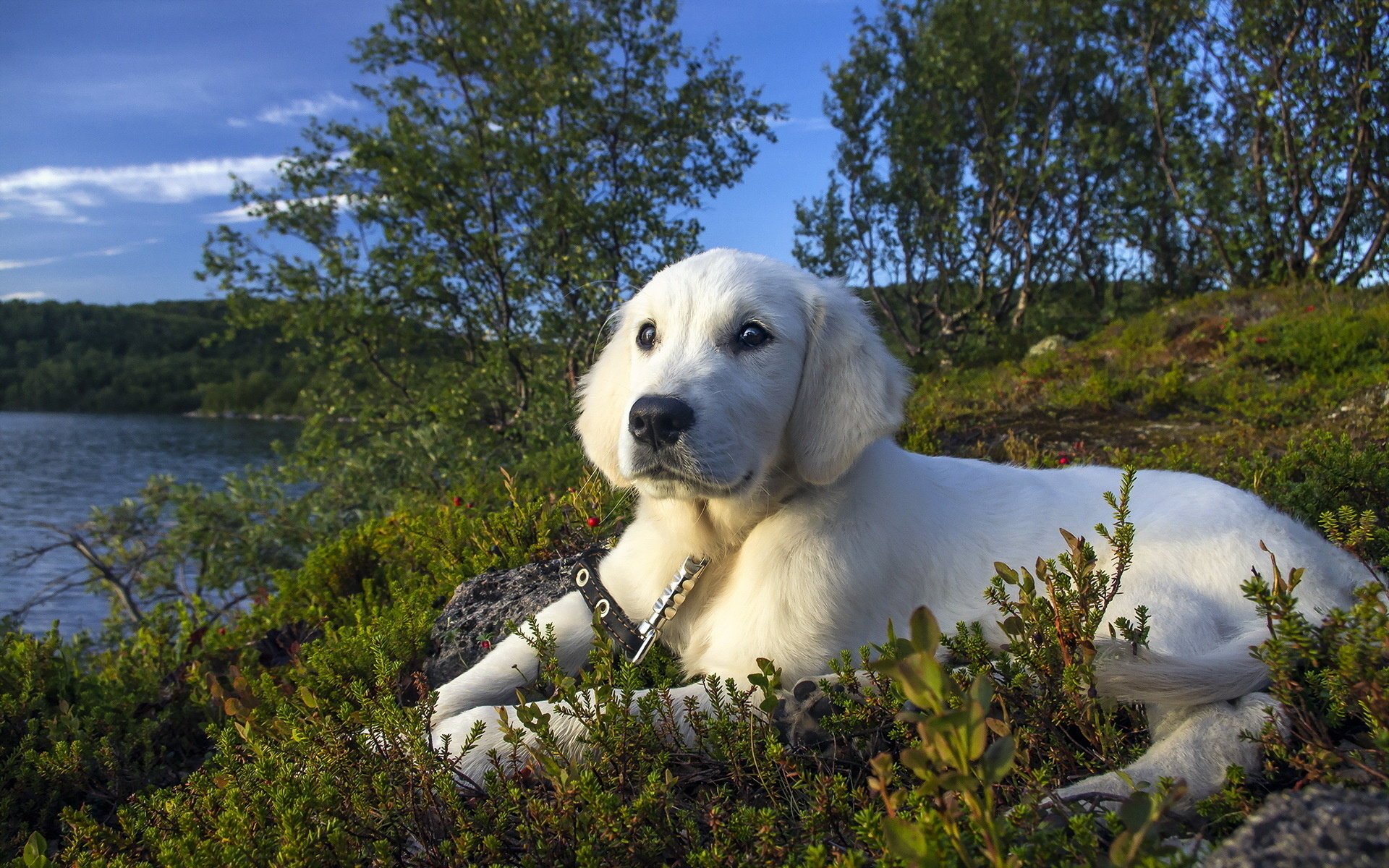 chien regard ami