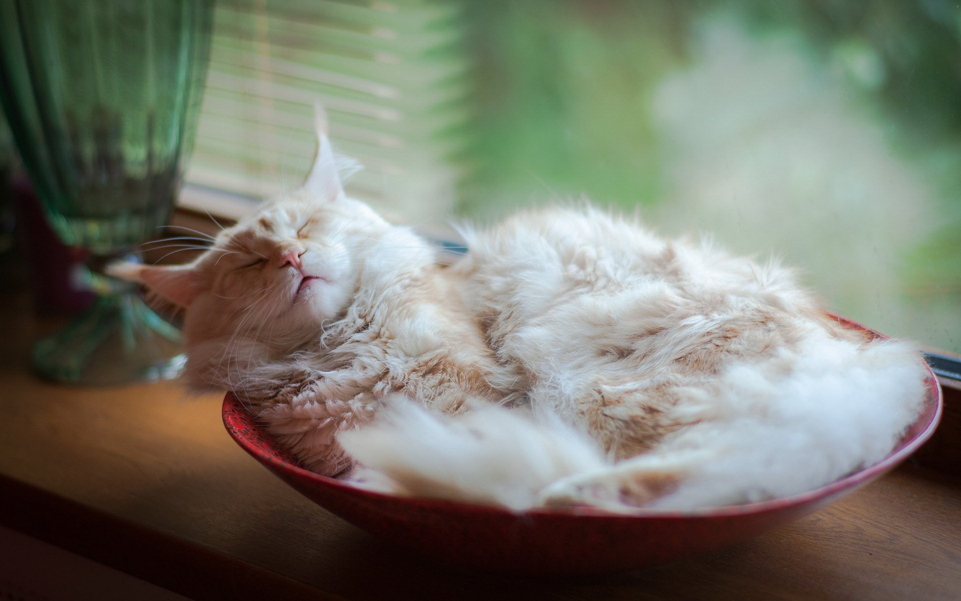 katze haus gemütlichkeit