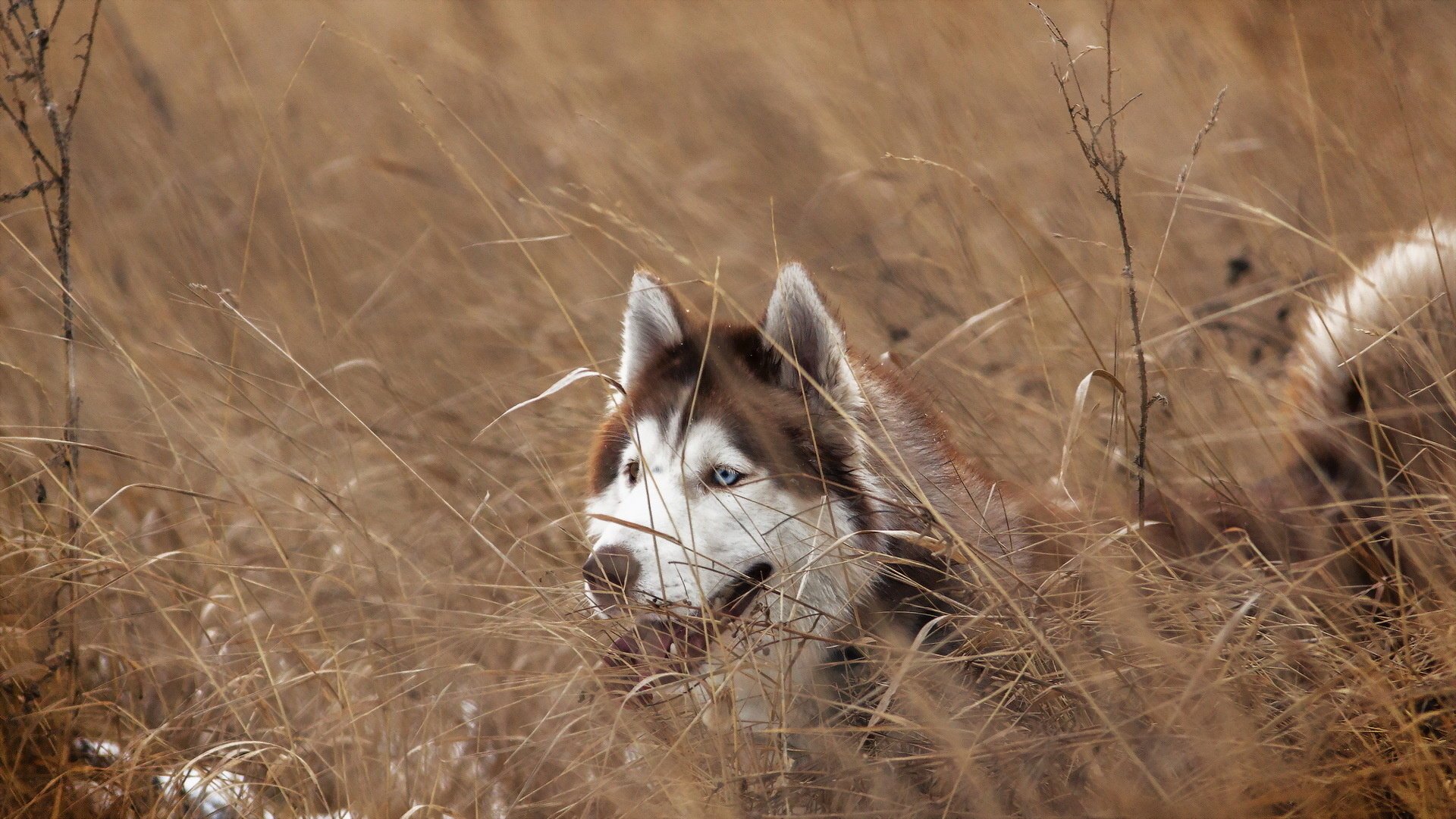 siberian husky pies spojrzenie przyjaciel