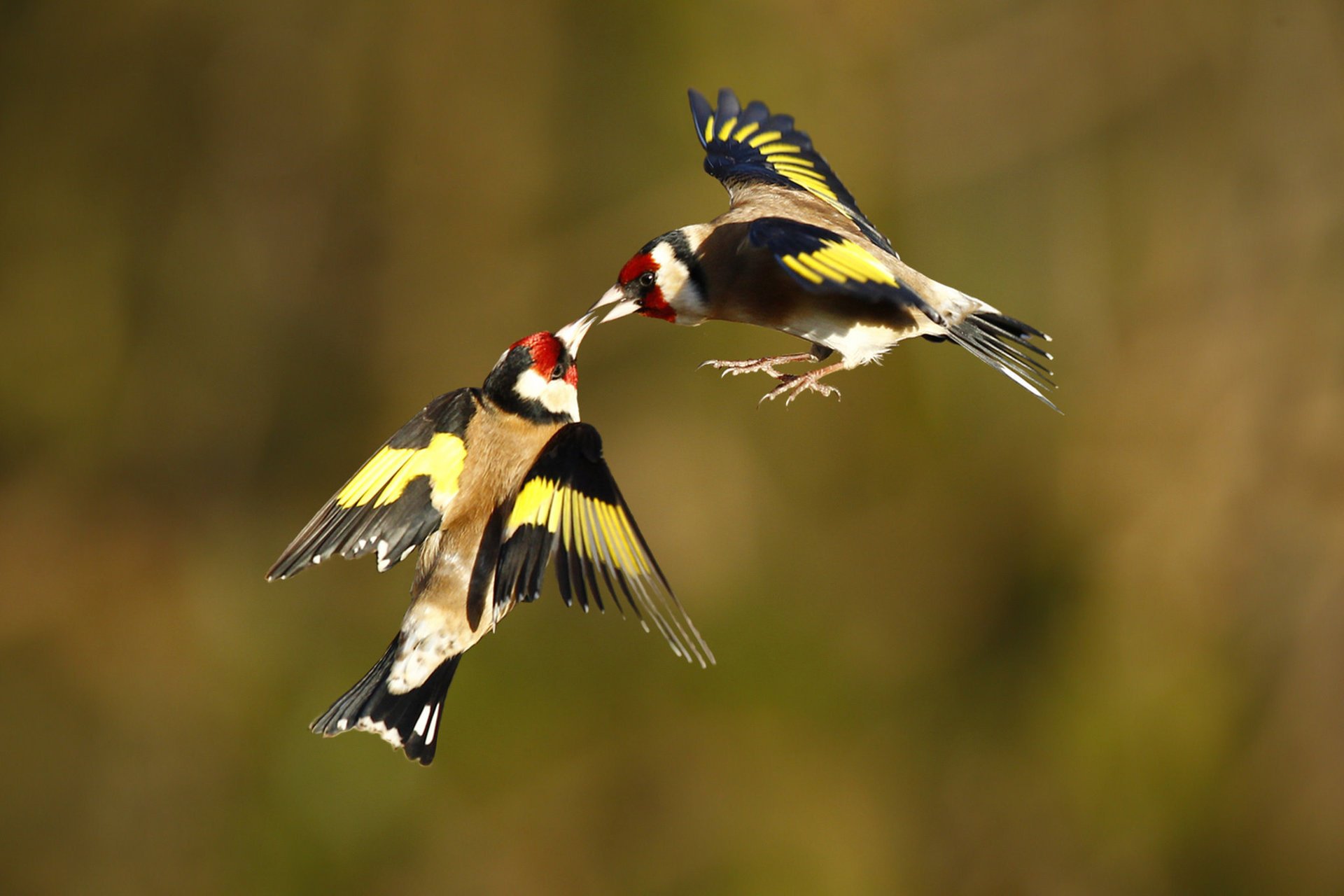 jilgueros pájaros en vuelo dos