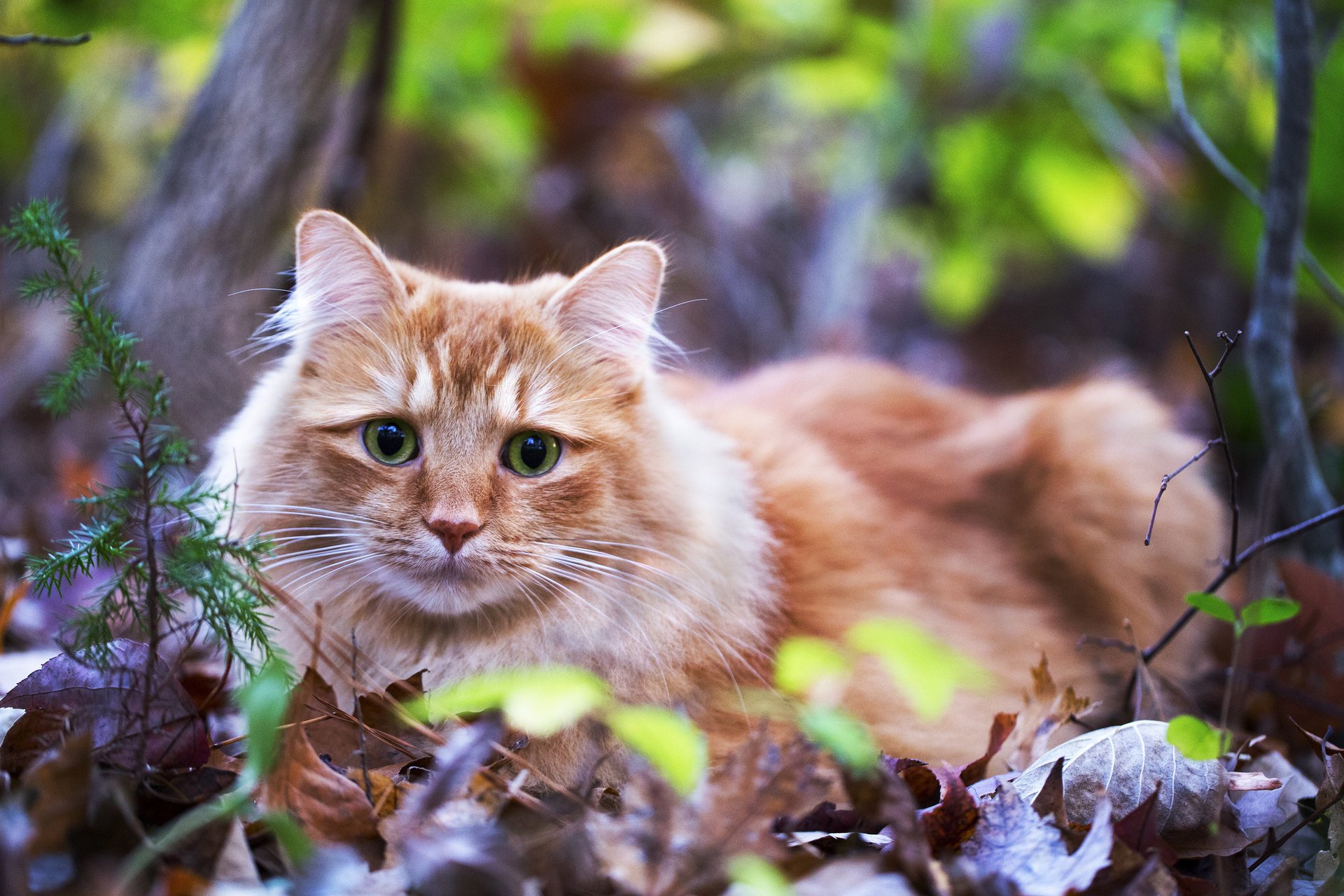 gras blick liegt blätter augen katze rotschopf