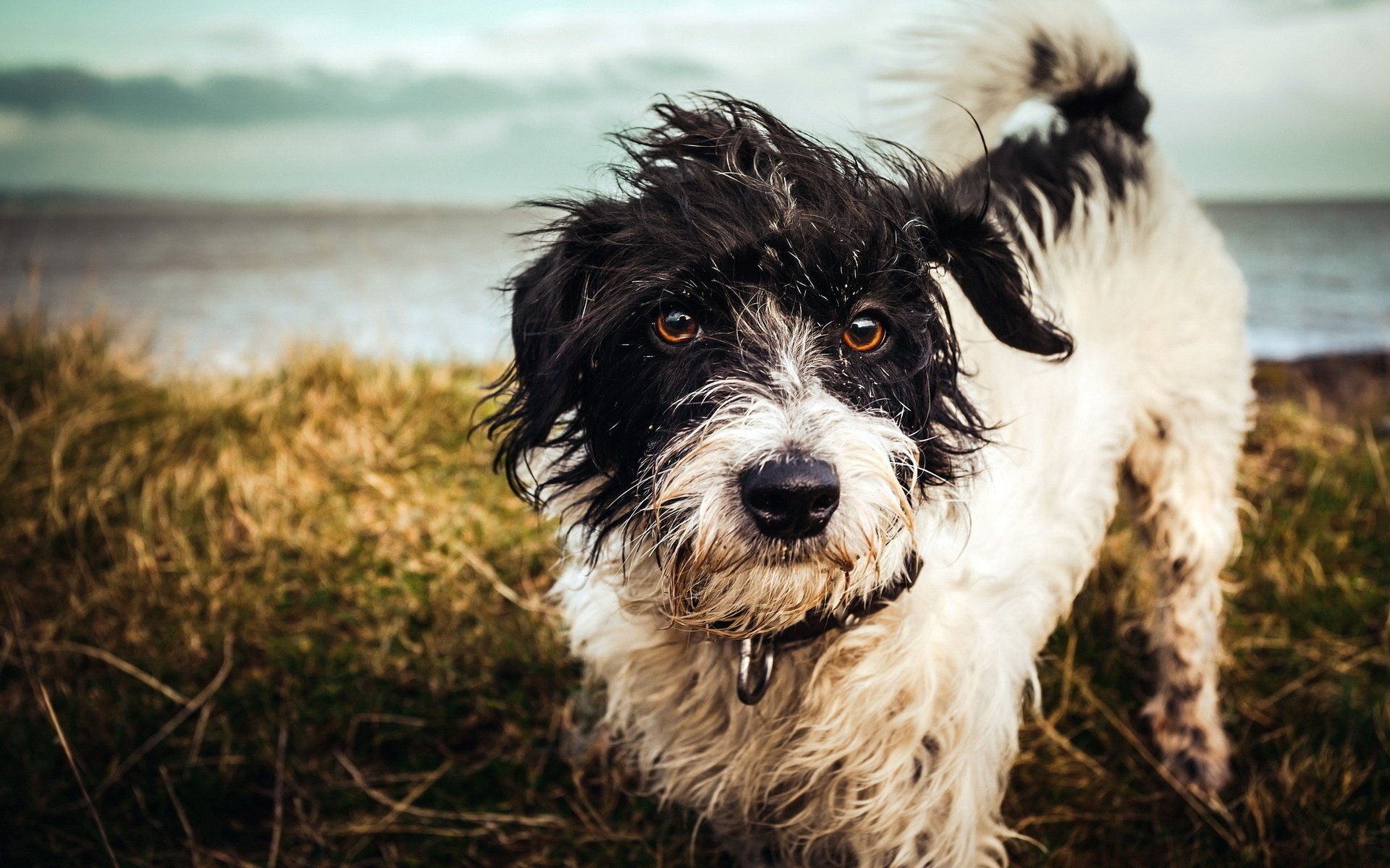 perro fondo mirada