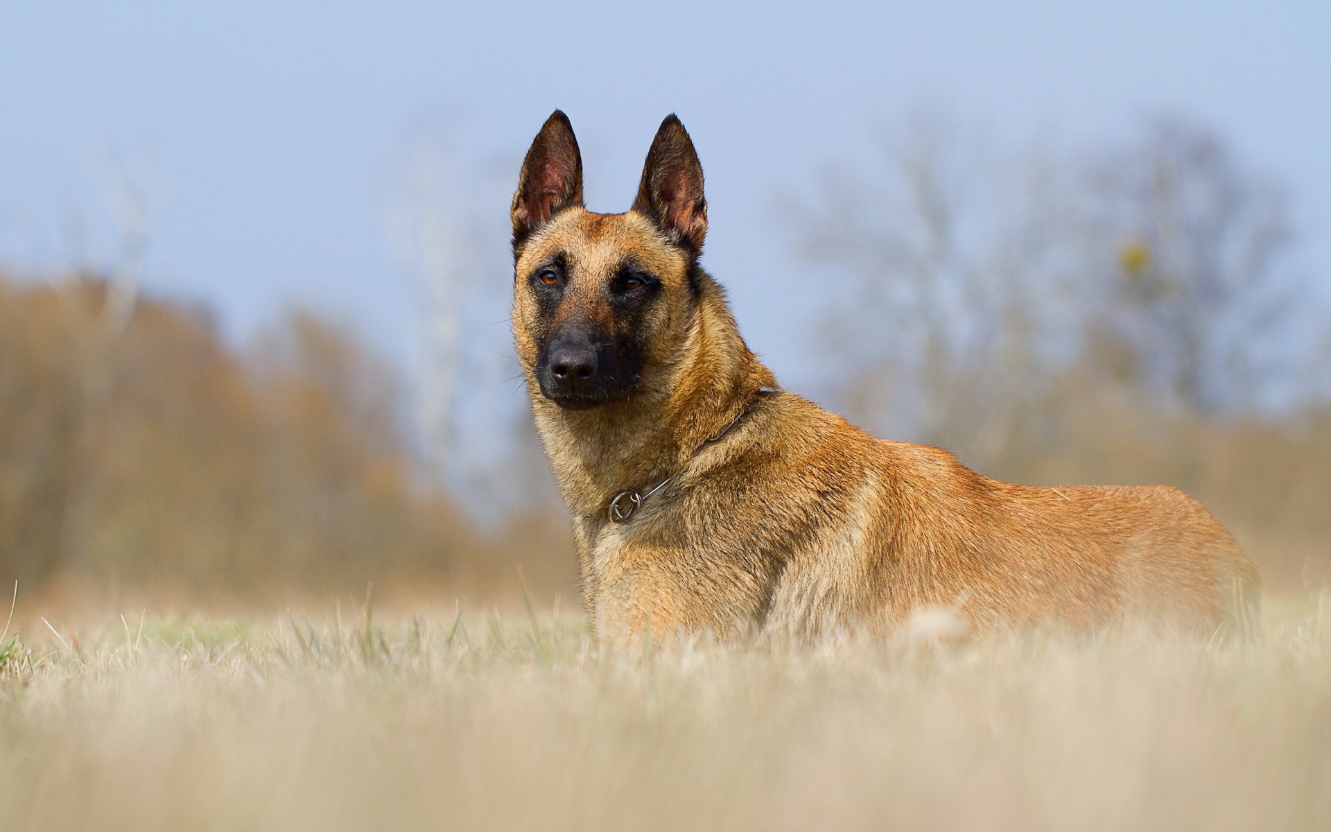 cane sguardo amico