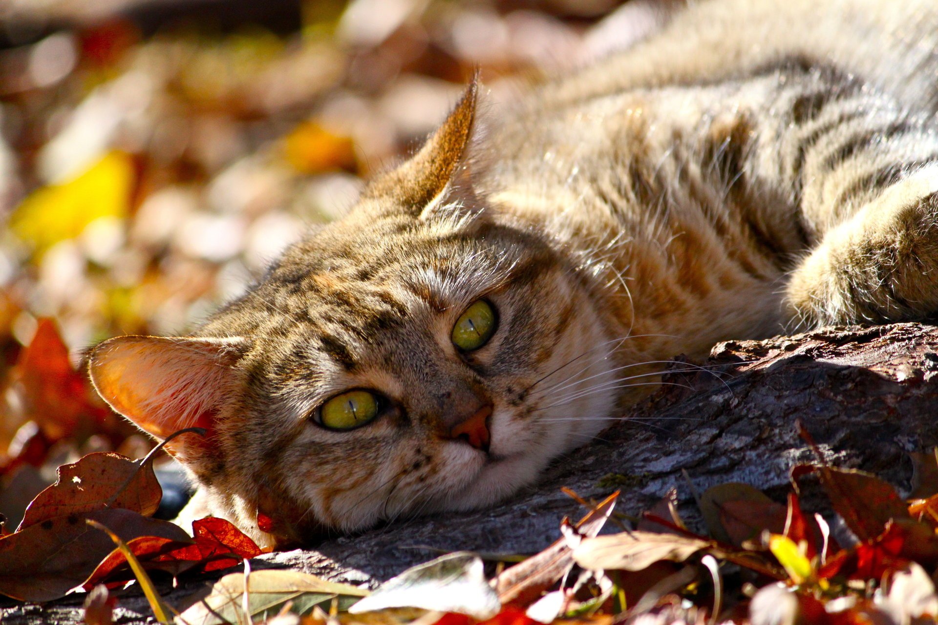 cat animal autumn lies look leaves face