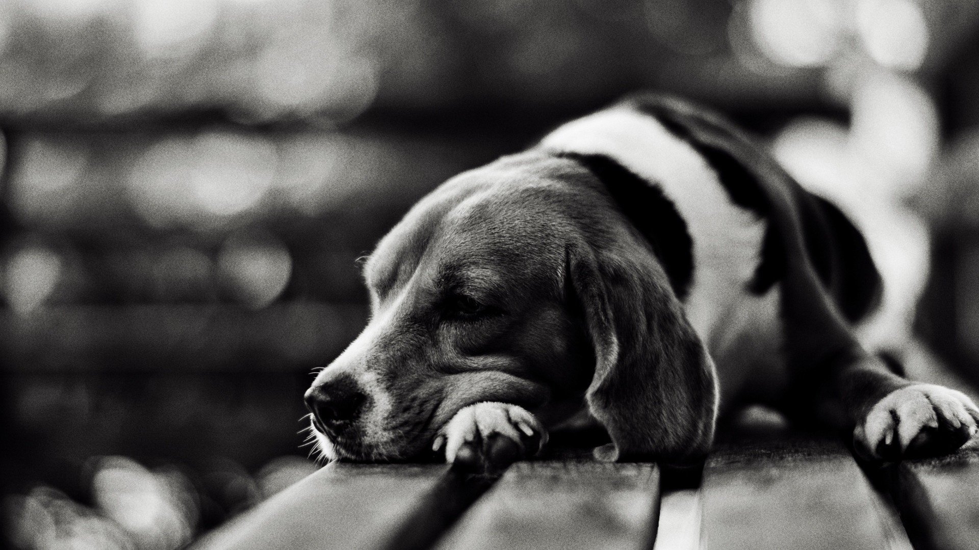 chien ennui tristesse