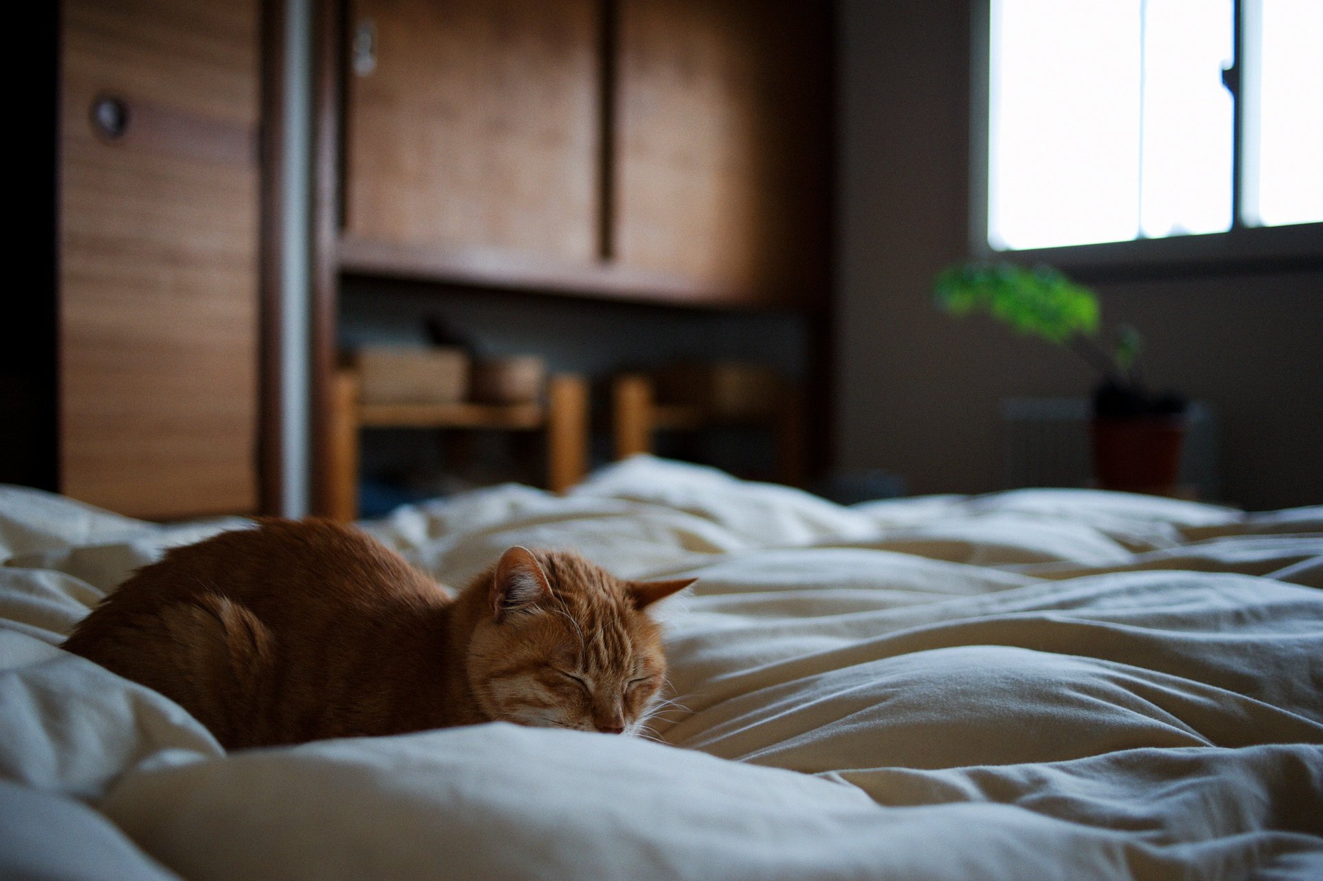 gato durmiendo pelirroja cama