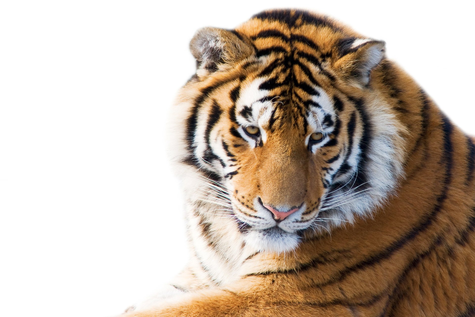 katze blick weißer hintergrund schnauze tiger amur-tiger