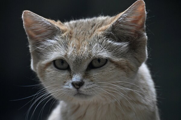 Chat de sable, regard de museau de velours