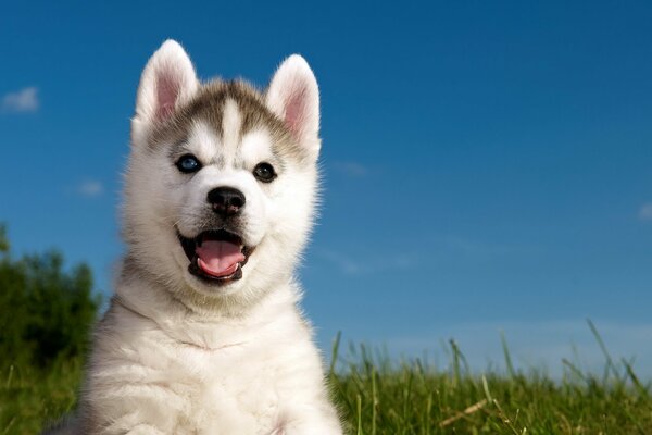 Playful husky puppy enjoys summer and green grass