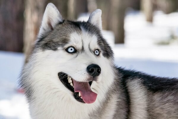 Charmant Husky sur fond flou