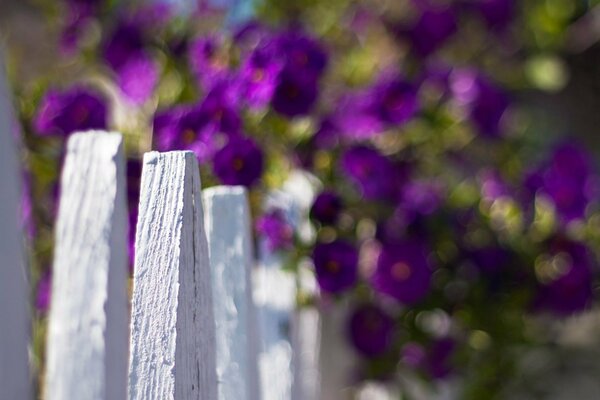 Fotografia macro di una recinzione bianca su uno sfondo di fiori