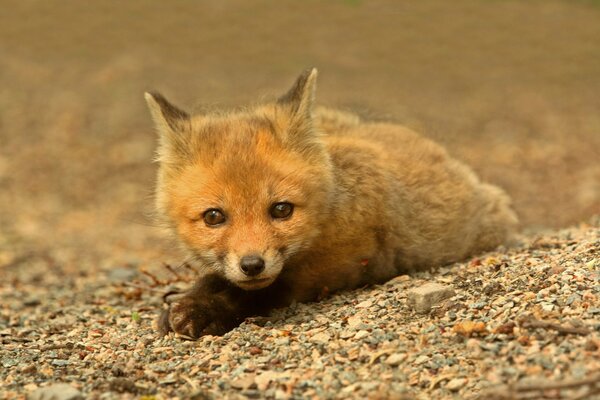 Ein kleiner roter Fuchs hat sich in einem Hinterhalt versteckt