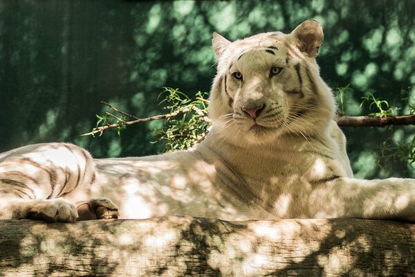 Der weiße Tiger dehnte sich auf einem Baumstamm aus und sonnierte sich in der Sonne