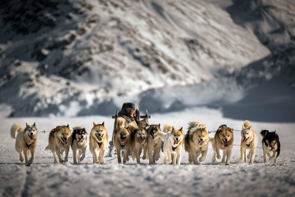 Slitta trainata da cani sullo sfondo del pendio della montagna