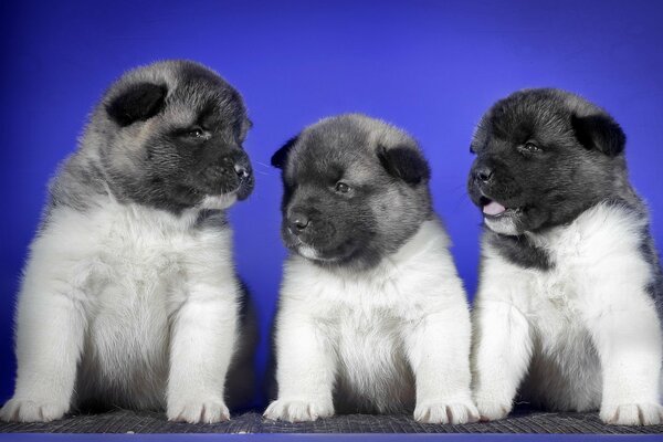 Cachorros serios grises sentados sobre un fondo azul