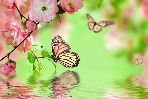 Spring, flowers and butterflies, and if there is also water nearby, what could be more beautiful