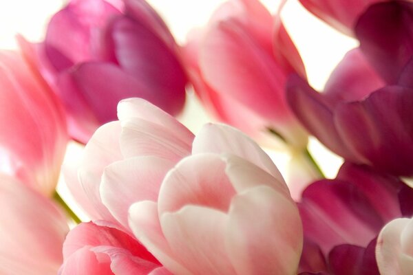 Blumenstrauß aus zarten rosa Tulpen