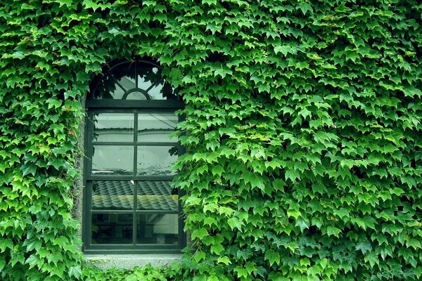 Fenêtre solitaire près du mur envahi par les raisins sauvages