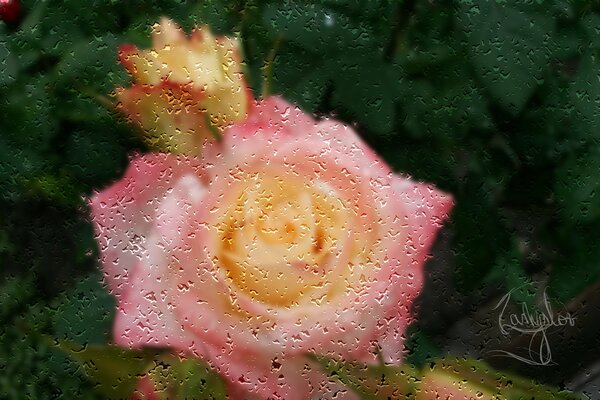 Rosa Rose unter Glas