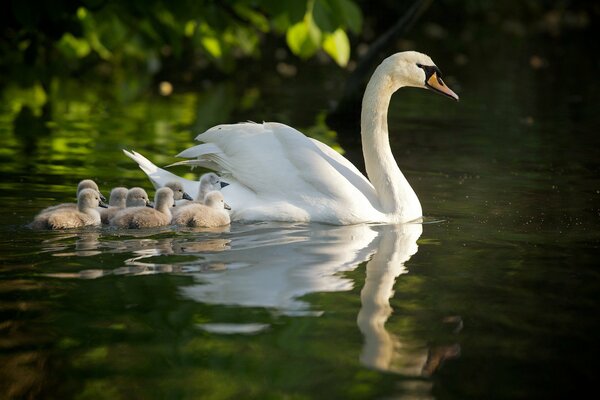 Sensación de maternidad en cisnes a polluelos