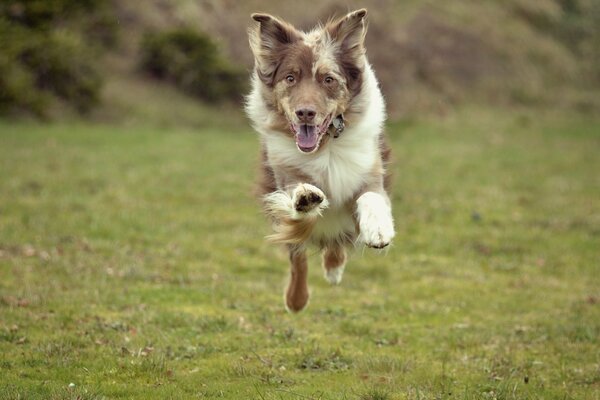 Cane che corre e salta sul campo verde