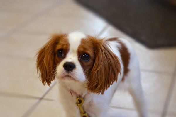 Cane con una faccia triste e orecchie rosse