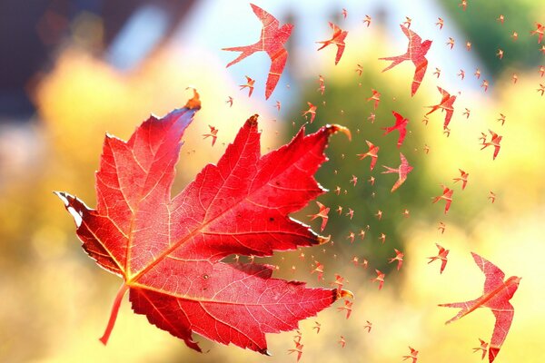 Así que llegó el otoño dorado llegó la caída de la hoja