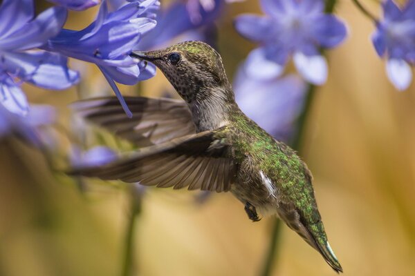 Kleiner Kolibri und blaue Agapandusse