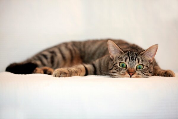 Chat mignon avec des yeux verts sur un drap blanc