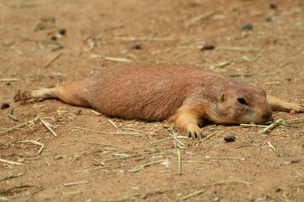 Chien de Prairie étendu sur le sol