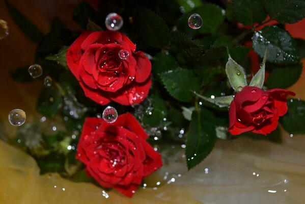 Gotas de agua en una rosa roja