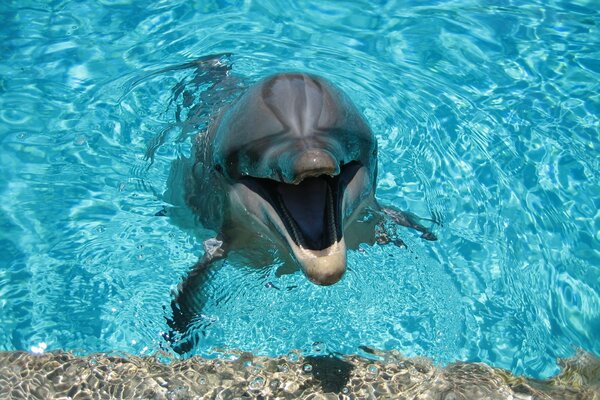 Süßer lächelnder Delphin im Pool