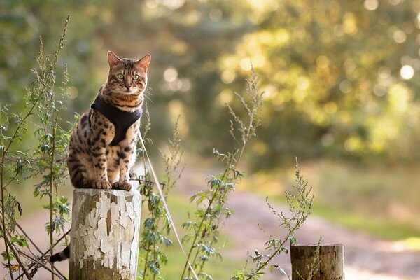 The cat fixed her gaze on the fascinating nature!