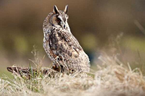 Owl in the natural environment against the background of grass