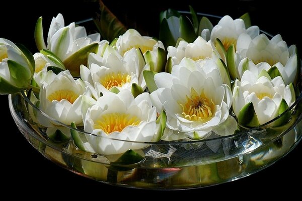 Красивая ваза. Цветок лотоса в воде
