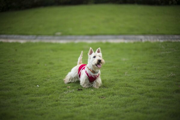 Der Hund ist unser bester Freund