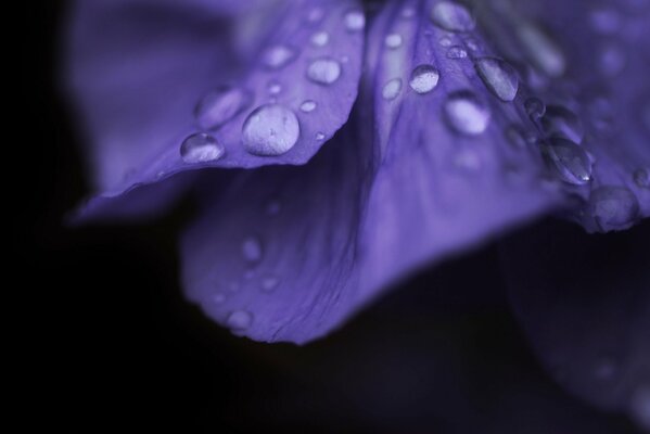 Gotas de rocío en los pétalos de la flor púrpura