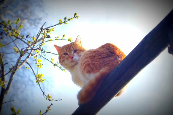 Chat blanc-rouge sur fond d arbre de printemps et le ciel