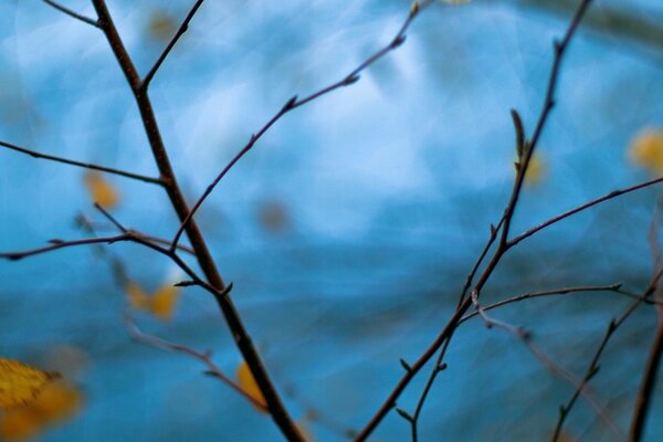 Zweig mit gelben Blättern auf einem verschwommenen blauen Hintergrund