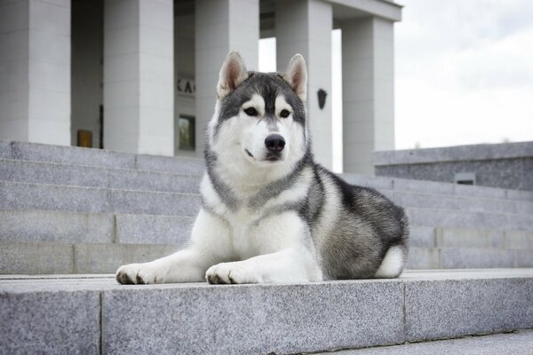 Husky is waiting for his master