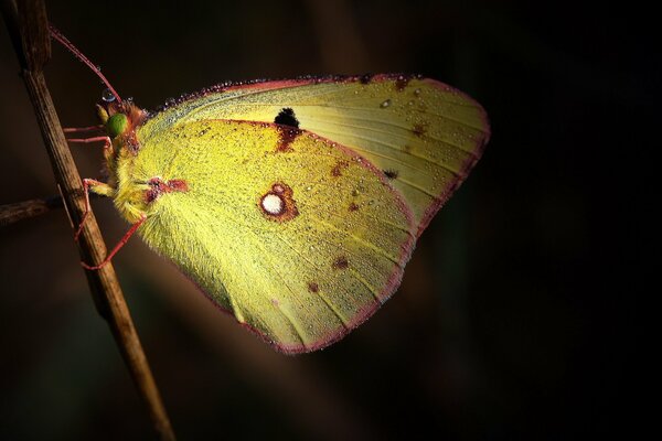Goccioline di rugiada sulle ali di una farfalla gialla