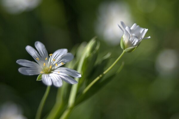 Nahaufnahme einer Blume. Weiße Blume auf verschwommenem Hintergrund