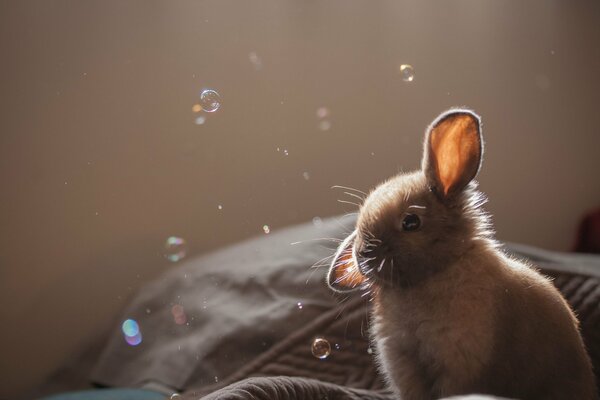 A small gray rabbit with a drooping ear against the background of soap bubbles