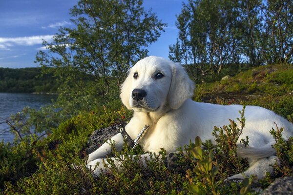 Perro en la orilla del río